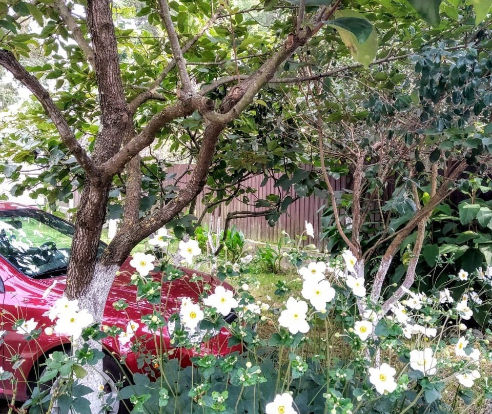 Guest House Kamelia主图
