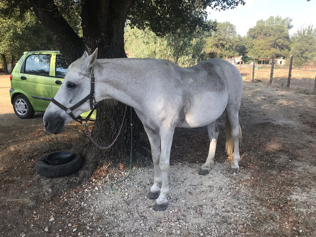 Corfu Riding Centre (Dimitris)ISSOS-Avlaki必去景点