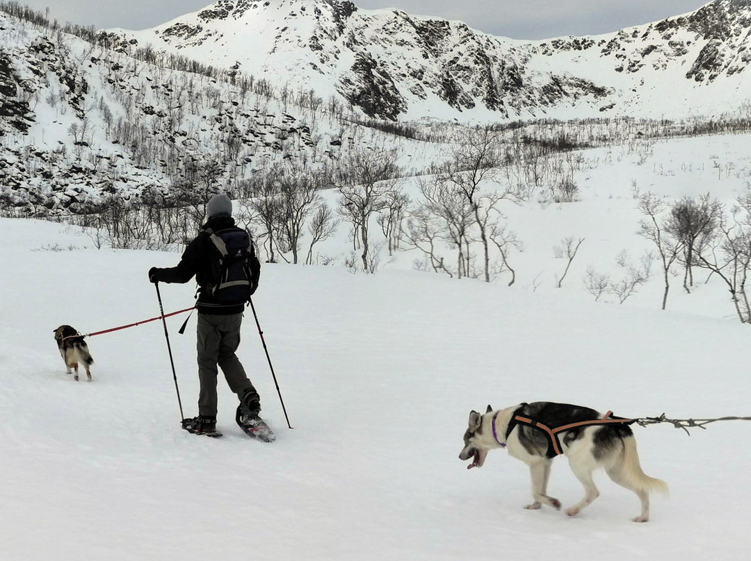 Husky Andøy Uwe Baumgärtel景点图片