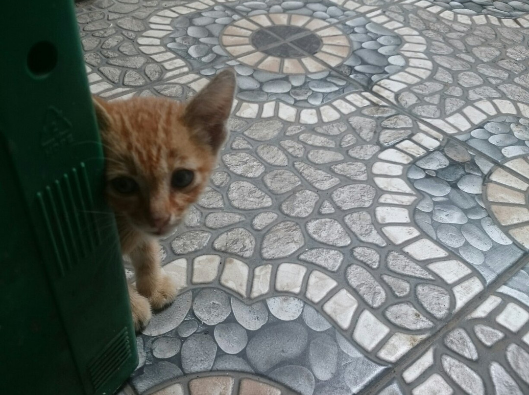 Carmona Municipal Park-Carmona必去景点