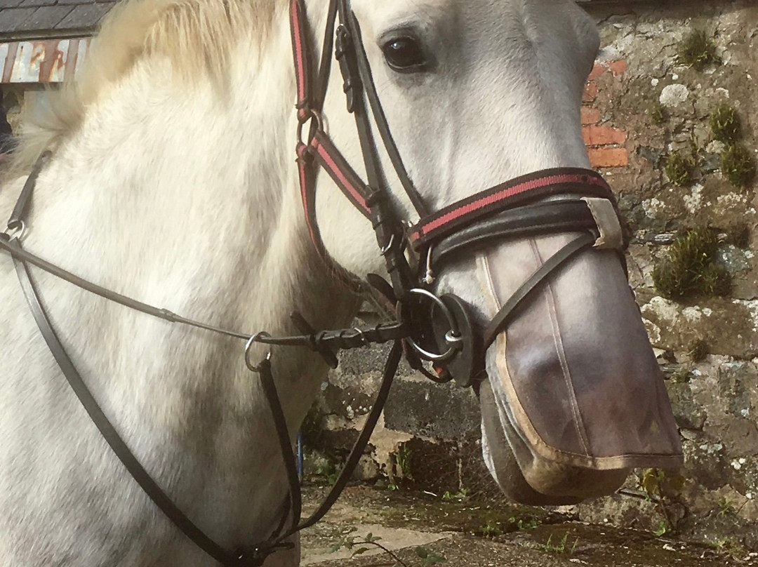 Preseli Pony Trekking-Mynachlogddu必去景点