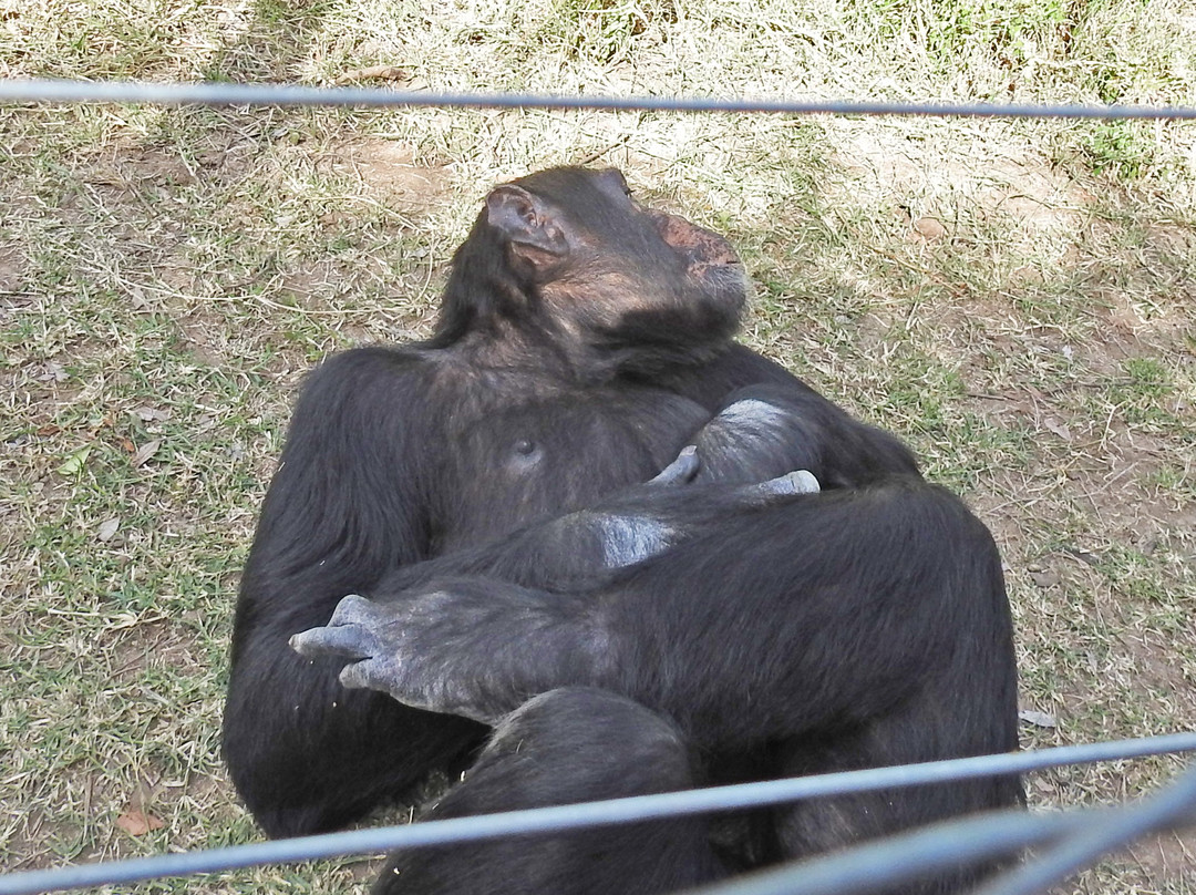 Ol Pejeta Conservancy景点图片