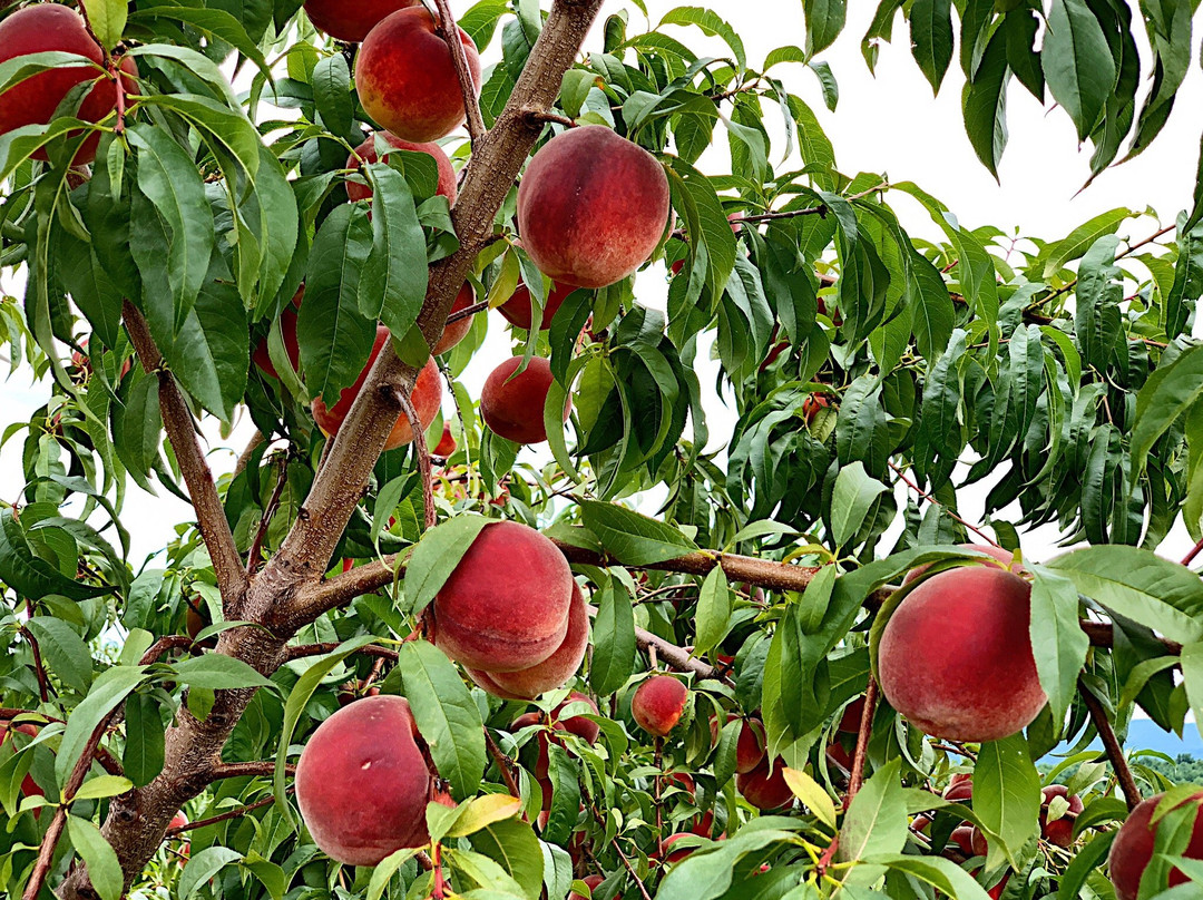 Apex Orchards景点图片