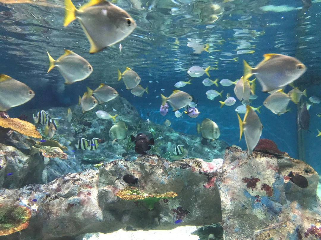 Aomori Asamushi Aquarium景点图片