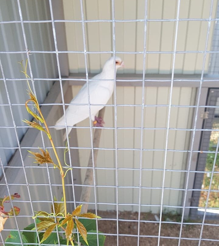 Birds Exhibition Pernataya Raduga景点图片