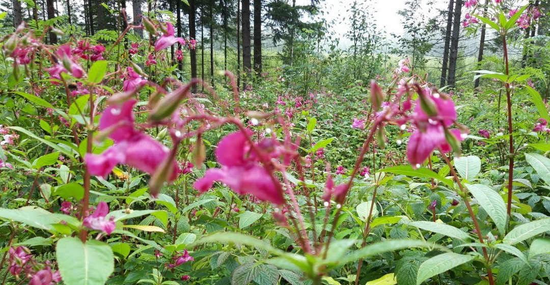 Torskebackens Herrgard