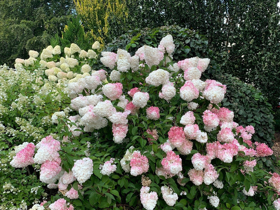 Dendrologic Park of Bulduri Gardening College-尤尔马拉必去景点