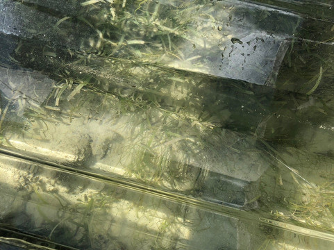 Bieque Eco Trips - Tours-维切克岛必去景点