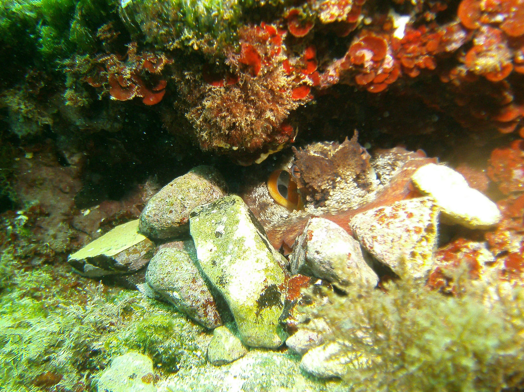 Tauchschule Poseidon Menorca-米诺卡必去景点