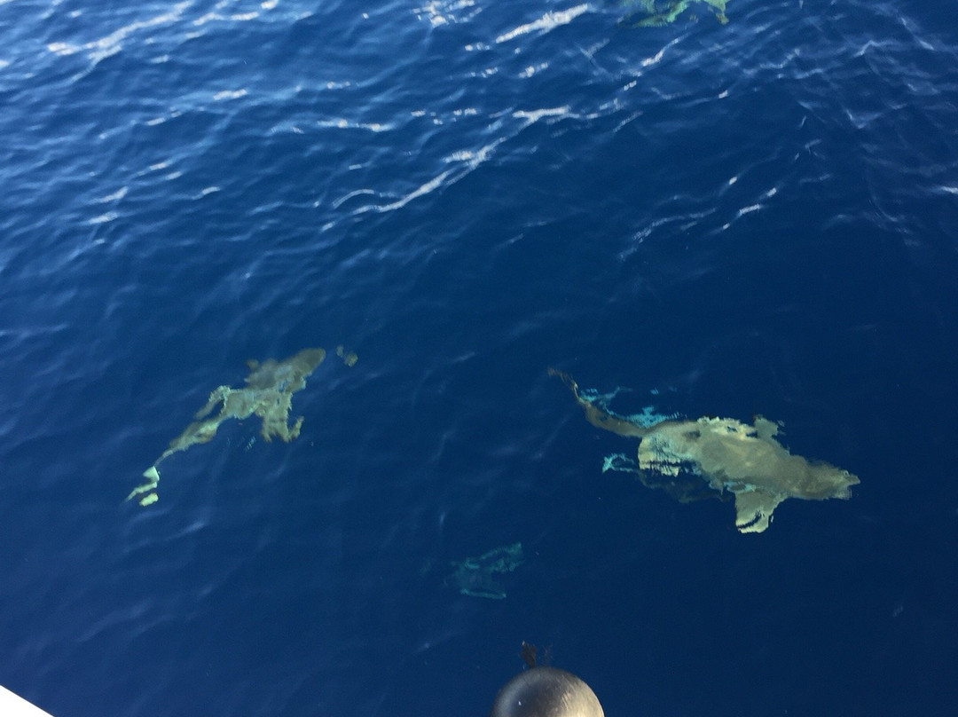 Tahiti Liberty Cruise景点图片