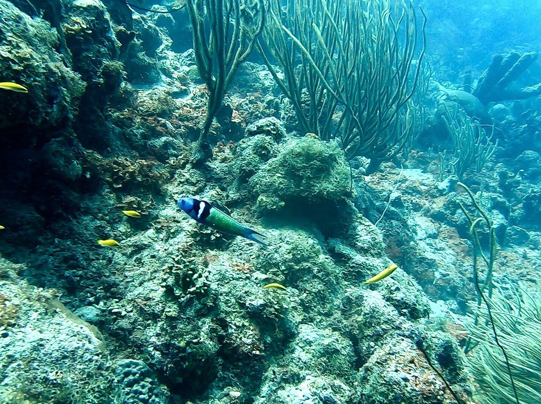 Bas Harts Diving Curacao-威廉斯塔德必去景点