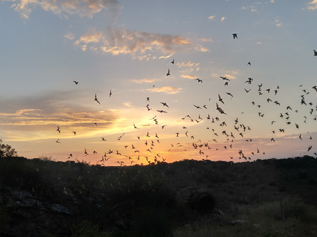 Frio Bat Flight Tours景点图片