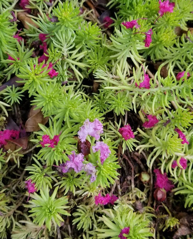 Woodward Park and Gardens-塔尔萨必去景点