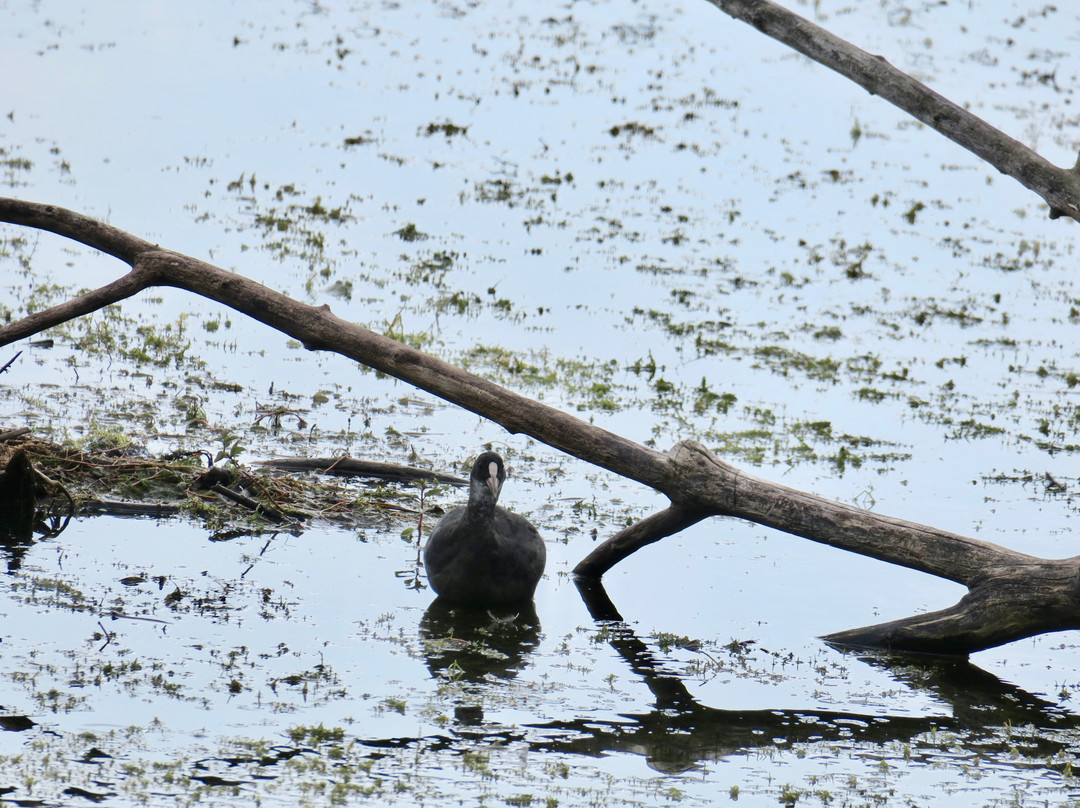 Centre-Nature BirdLife de La Sauge-Cudrefin必去景点