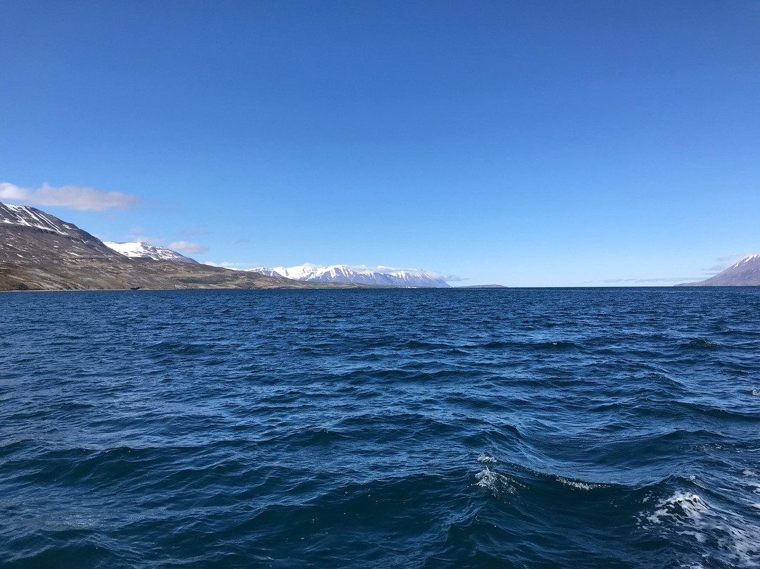 Whale Watching Hjalteyri-Hjalteyri必去景点