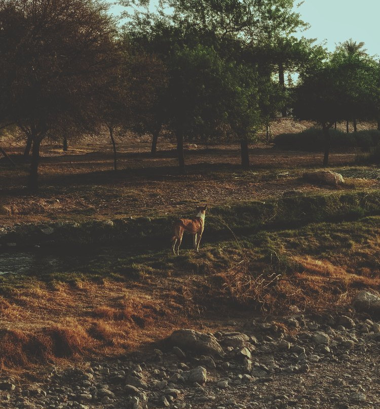 Wadi Hanifa-利雅德必去景点