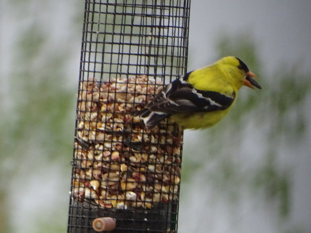 谬尼辛湖景智选假日套房酒店主图