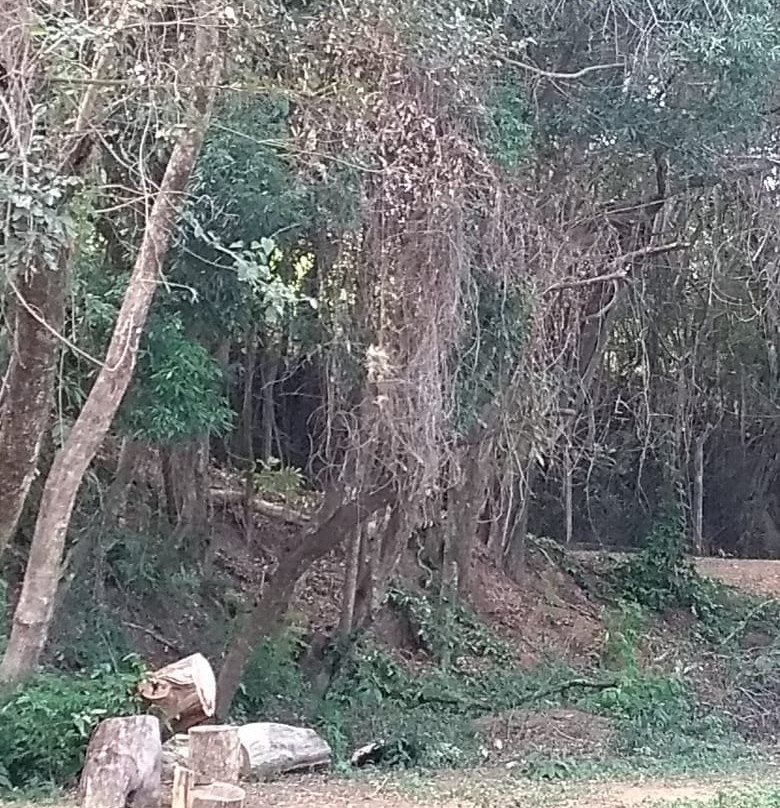 Parque dos Lagos-Valinhos必去景点