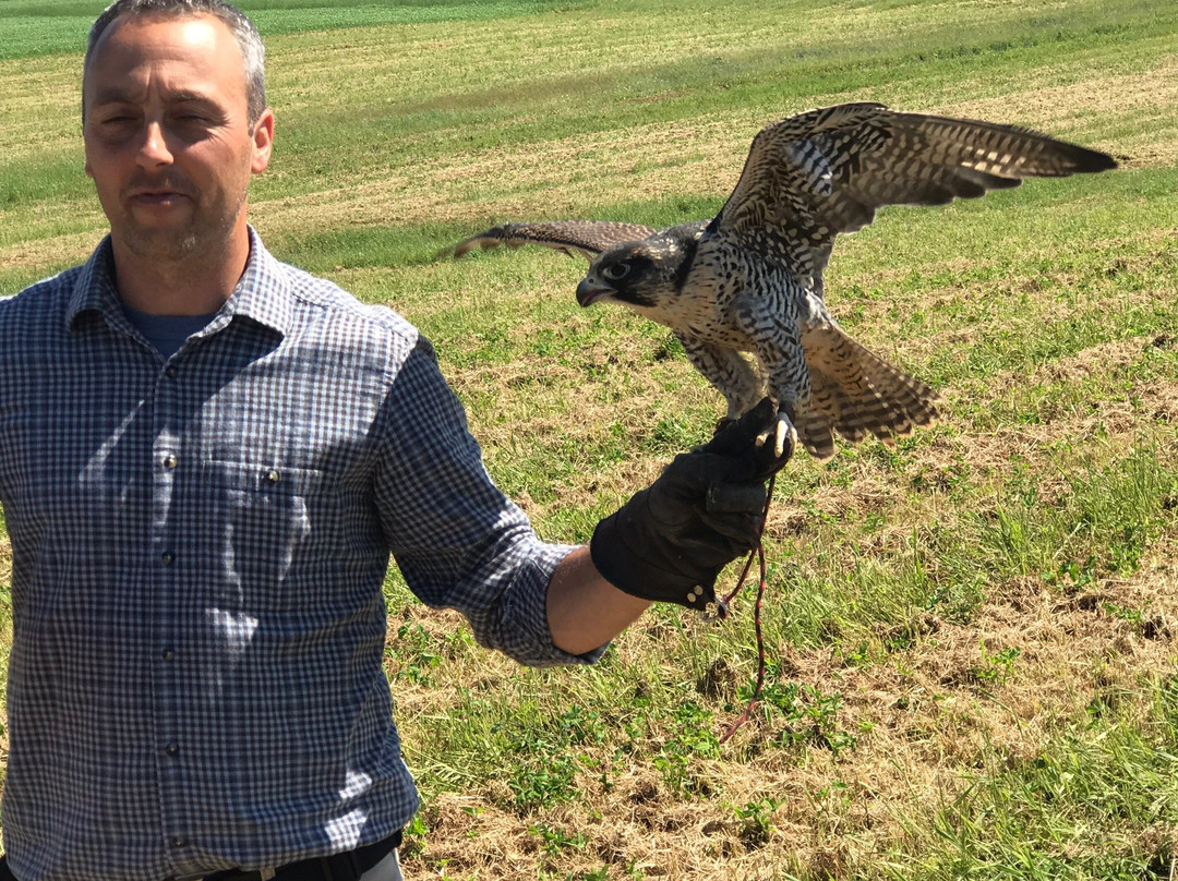 Island Falconry Sevices景点图片