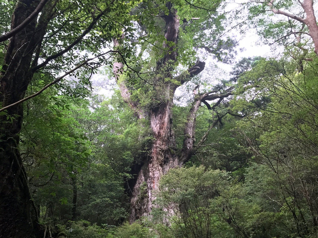 Yaksushima Trecking, Jomon Japanese Cedar Course景点图片