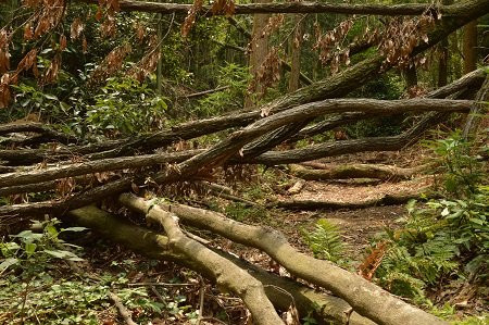 Tsukaana Kofun-交野市必去景点