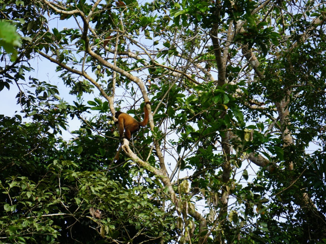 Parque Nacional Yasuni-Coca必去景点