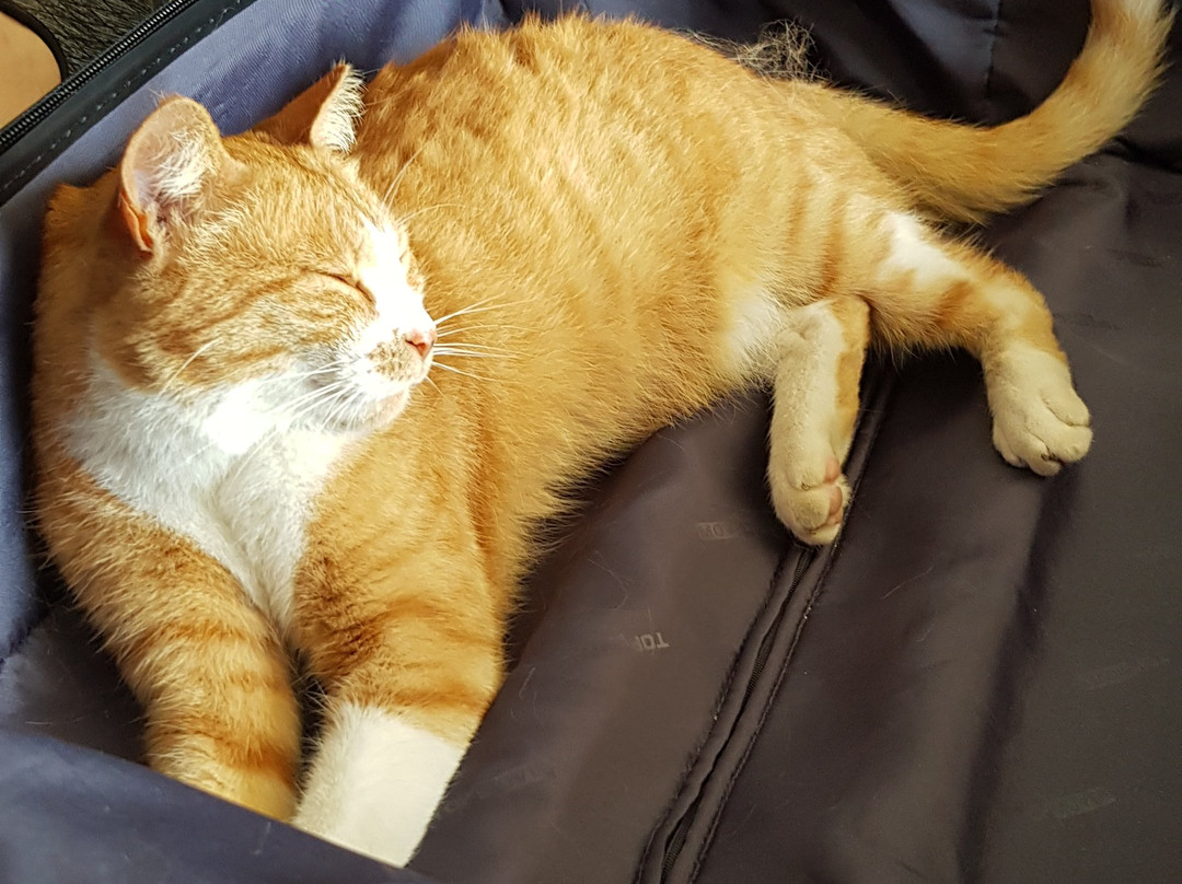 Extra Divers Gozo-姆贾尔必去景点