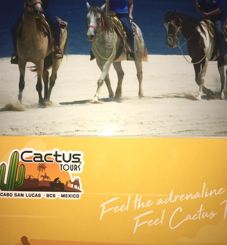 Cactus Tours-卡波圣卢卡斯必去景点