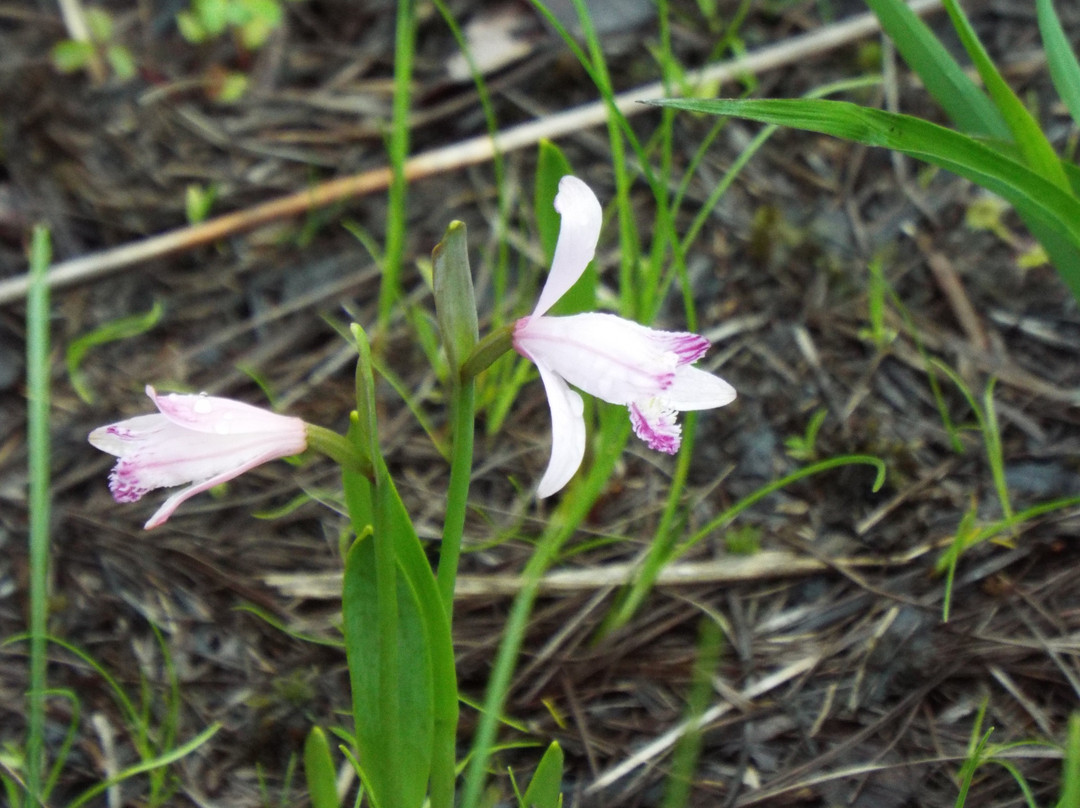 Yanohara Wetlands-昭和村必去景点
