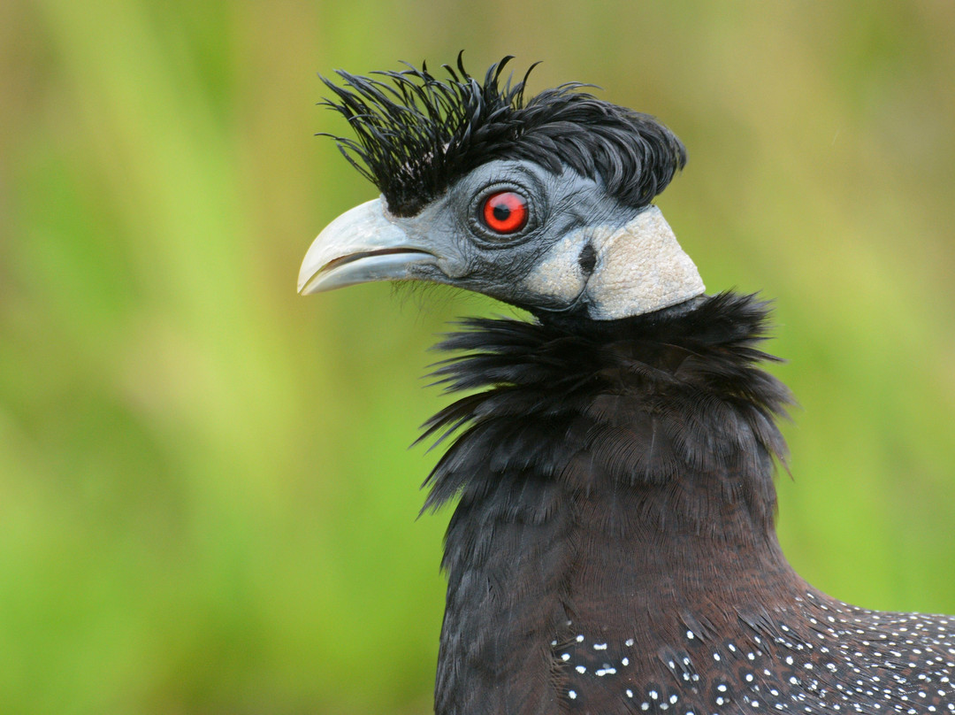Kingdom Birding-德班必去景点