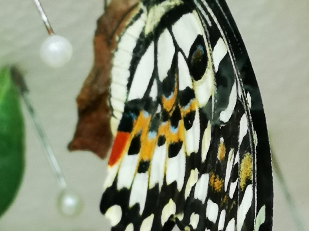 Butterfly House Sardegna-Olmedo必去景点