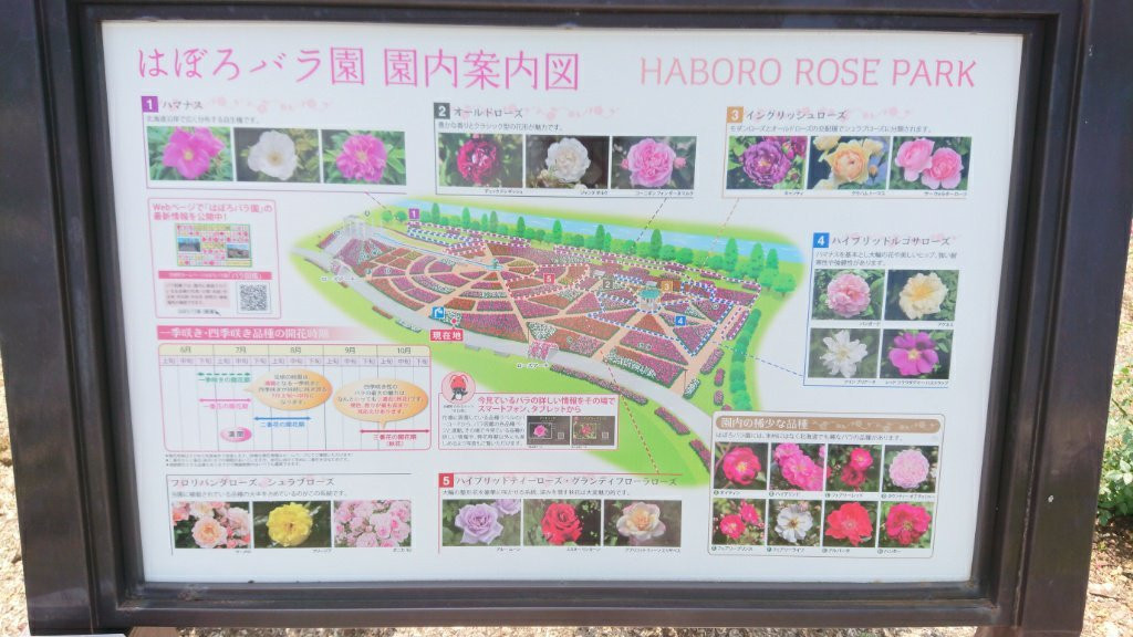 Haboro Rose Garden-羽幌町必去景点