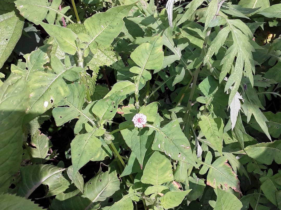 Changey Waterfall-Lava必去景点