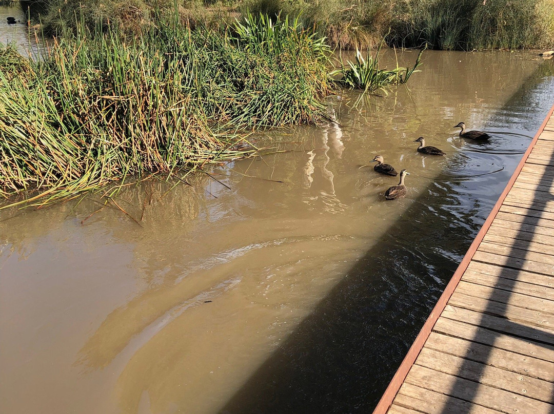 Oaklands Wetland景点图片