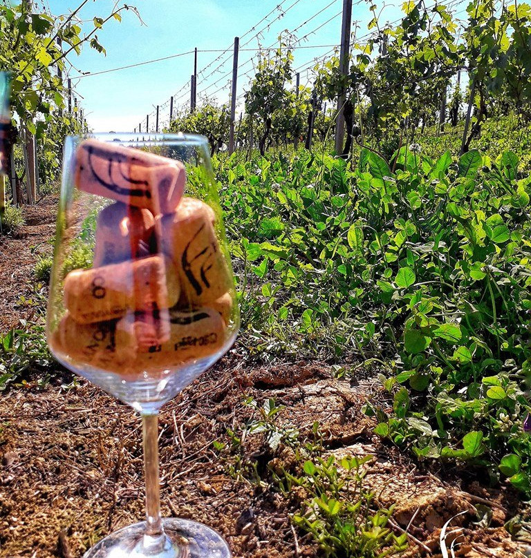 Franco Francesco Casa Vinicola景点图片