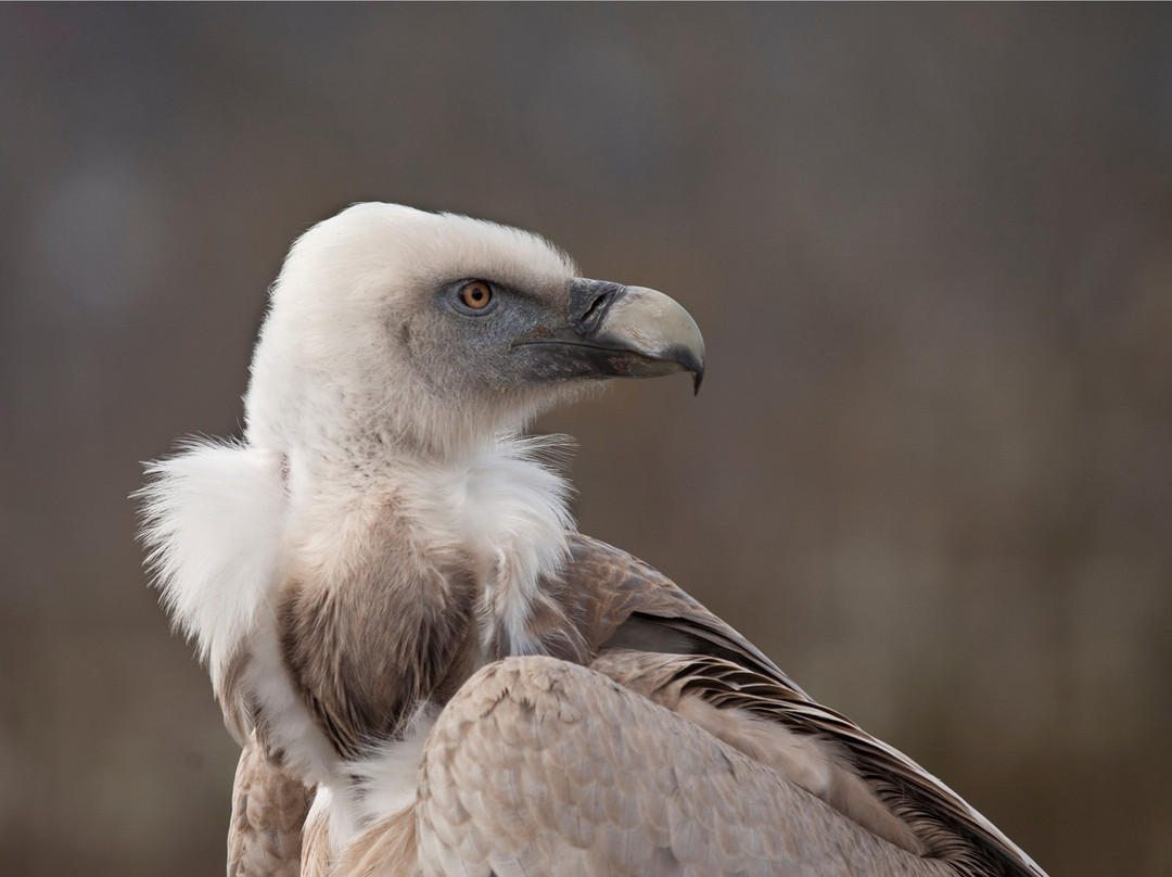 Les Aigles d'Aure - Volerie des Pyrenees景点图片