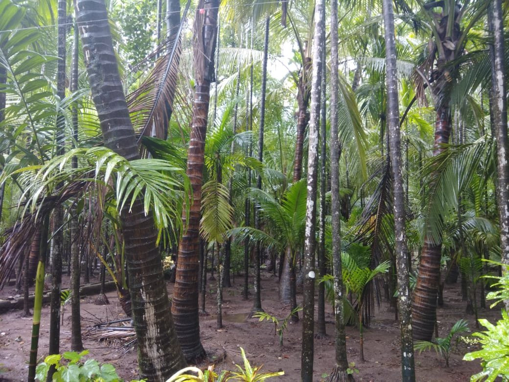 Nivaant @ Vicharays主图