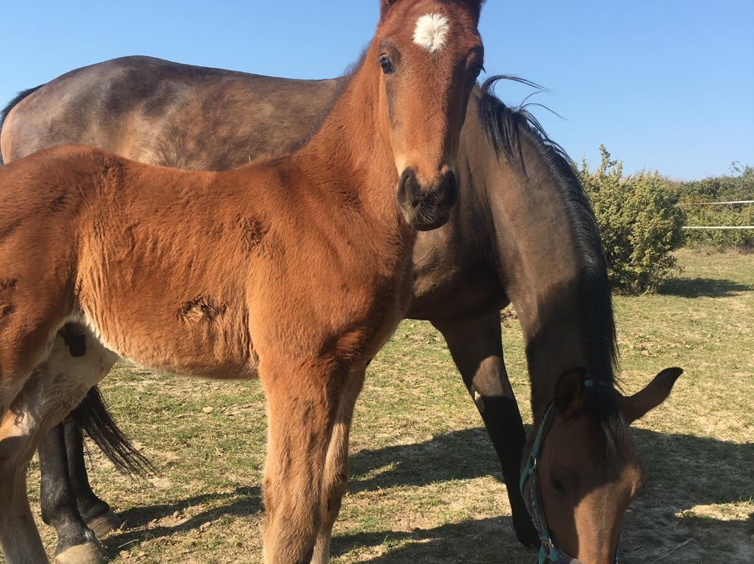 Horse Riding Zadar-扎达尔必去景点