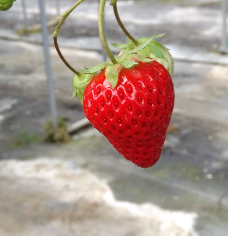 Izumikogawa Strawberry Farm-和泉市必去景点