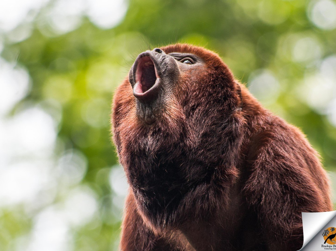 Penelope Birding-Circasia必去景点