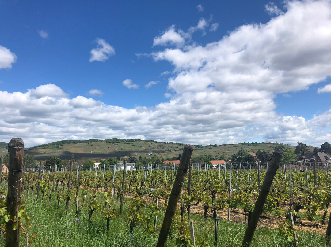 Domaine Binner Christian景点图片