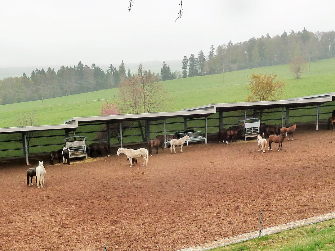 Fondation pour le cheval Le Roselet-Les Breuleux必去景点
