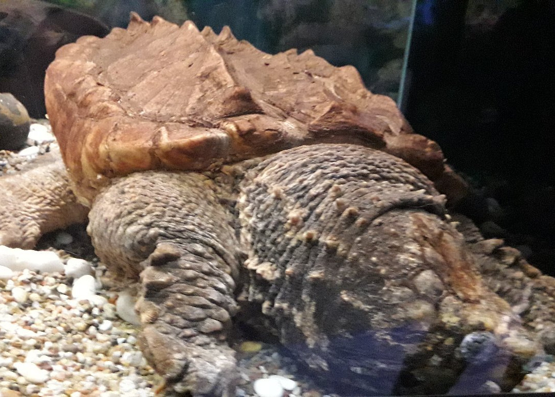 Zoo Acquario di Imola-伊莫拉必去景点