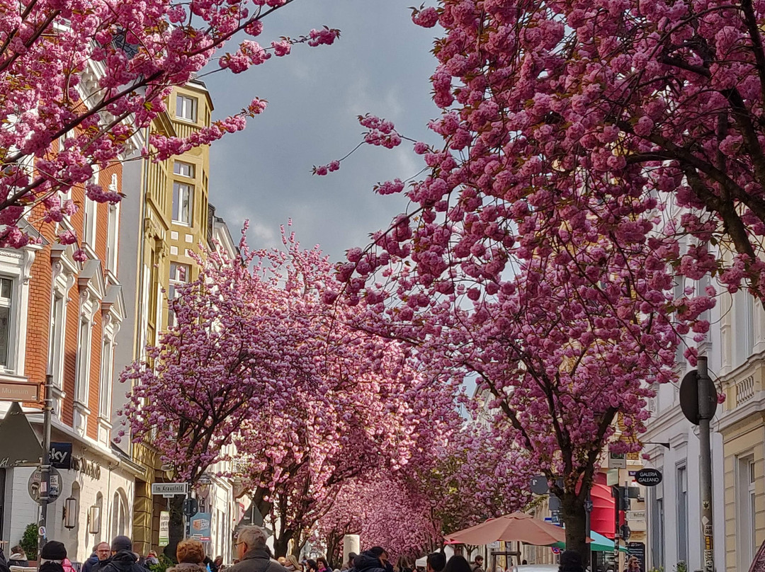 Cherry Blossom-波恩必去景点