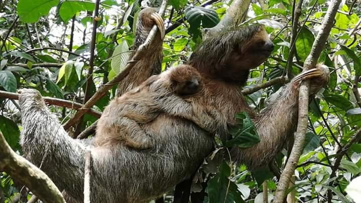 Costa Rica Zone Adventures景点图片