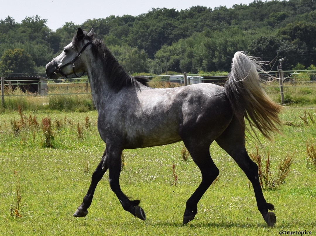 Poney Club Chailly-En-Bière景点图片