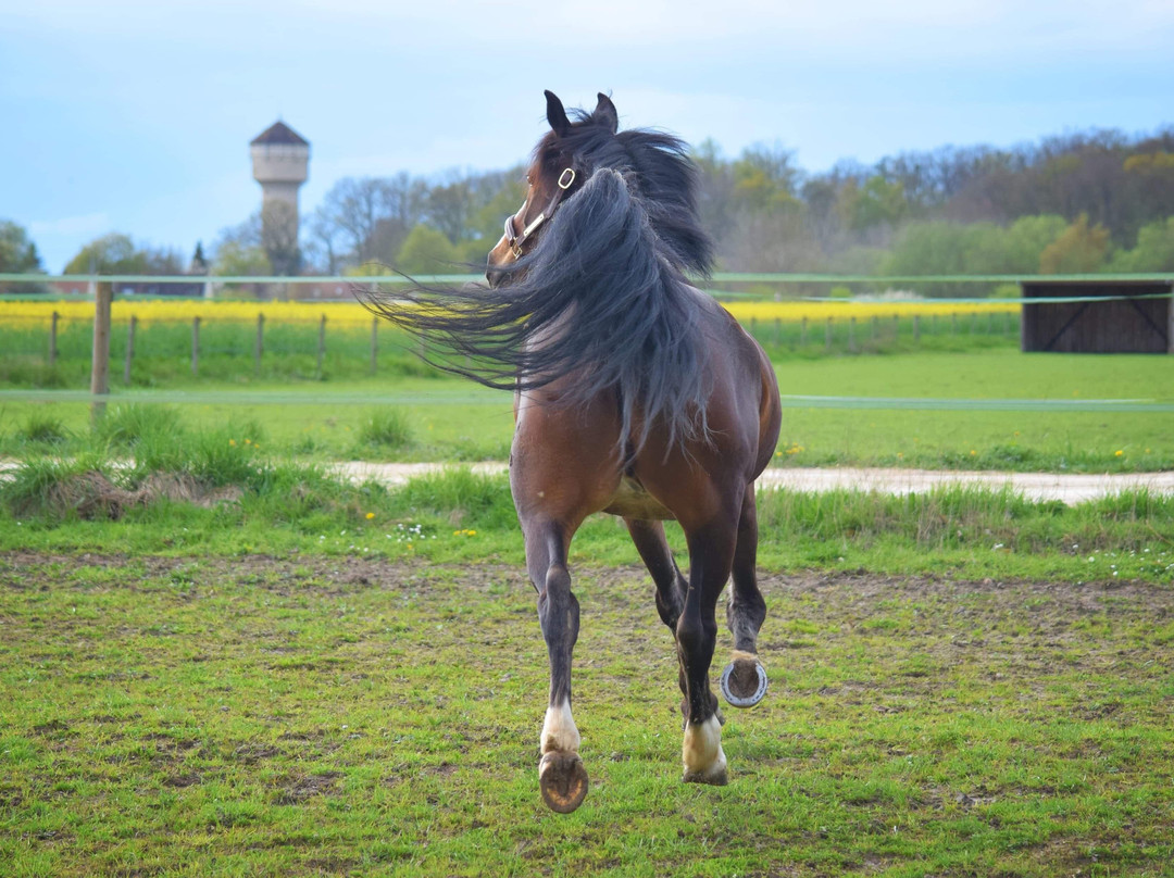 Poney Club Chailly-En-Bière景点图片