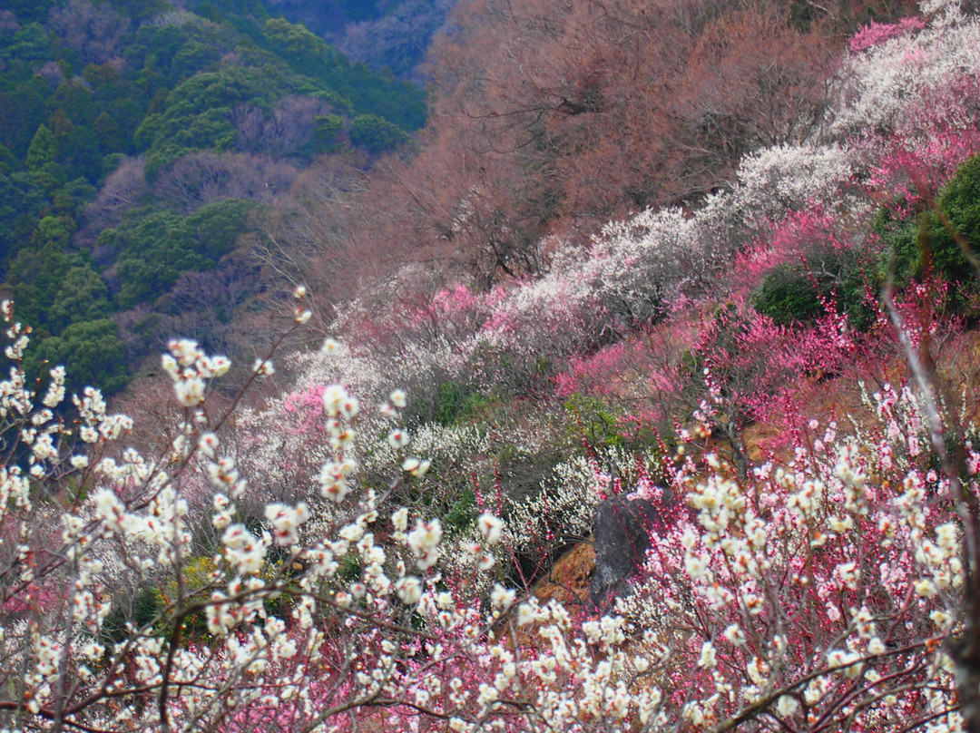 Makuyama Park-汤河原町必去景点