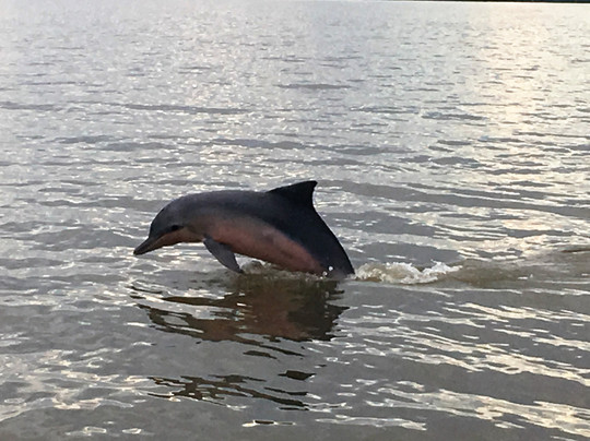 Travel Point Suriname-帕拉马里博必去景点