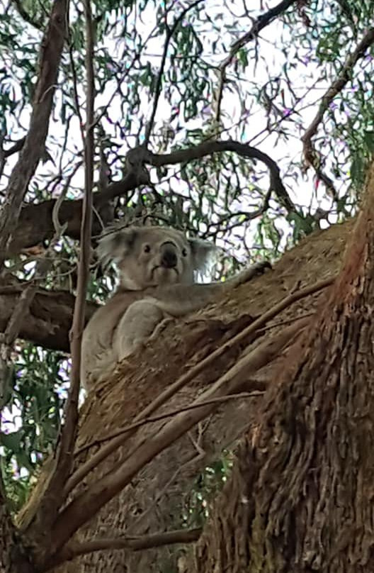 French Island Glamping主图